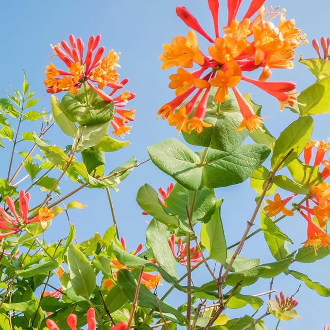 2 Mix Honeysuckle Plants Live, Fragrant Honeysuckle Climbing Vine for Garden, Trellis, or Fence, Starter Plugs 4-8 Inch (Mix Blooms)