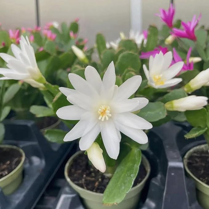 Easter Cactus Plants Live, Easter Cactus - 4 to 6 Inch Tall Houseplant Succulent Cactus Flower Plants, No Pot (White Flowers)