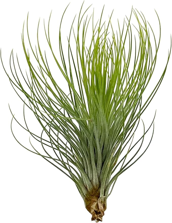 ragnaroc Air Plants - Tillandsia Andreana, Large 4-6" - 1ct - Live Arrival Gauranteed - House Plants for Home Decor & Gift
