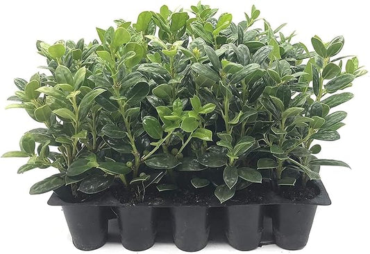 Dwarf Burford Holly - 40 Live Plants - Ilex Burfordi Evergreen Hedge Red Berries Tree Shrub