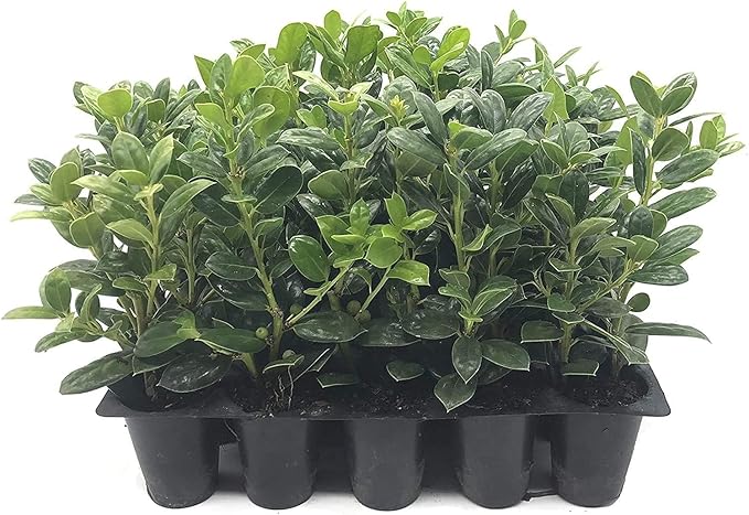 Dwarf Burford Holly - 3 Live Plants - Ilex Burfordi Evergreen Hedge Red Berries Tree Shrub