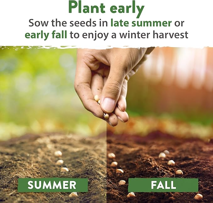 HOME GROWN 12 Winter Vegetable Seeds Heirloom,Fall & Winter Vegetable Seeds for Planting Home Garden: Bean, Beet, Broccoli, Cabbage, Carrot, Cauliflower, Kale,Parsnip,Squash,Chard & More