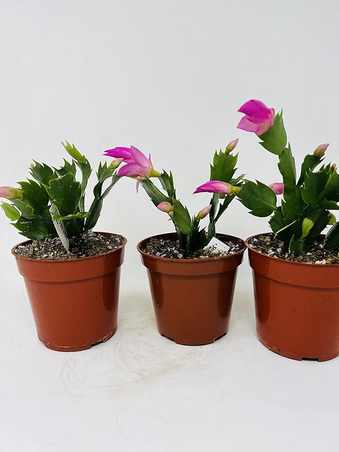 Christmas Cactus Blooms Pink 3 Plants -Zygocactus Plant in 4" pots