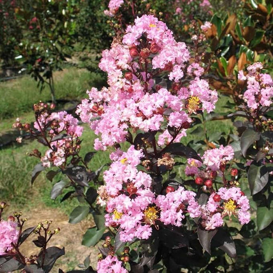 TriStar Plants - Crape Myrtle - Rhapsody in Pink, Lagerstroemia Indica, 1 Gallon Trade Pot, Pink Crape Myrtle, Summer Blooms, Fast Growing Tree