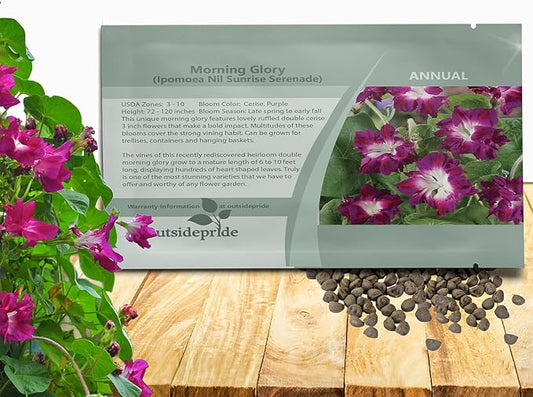 Outsidepride Sunrise Serenade Morning Glory Seeds - 50 Pcs. Annual, Climbing & Vining Flower Seeds for Planting Cerise & Purple Blooms, Ideal for Gardens, Trellises & Vertical Landscapes