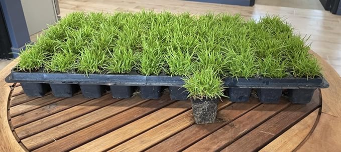 Centipede Grass Plug Tray | EZ Plug 50 Grass Plugs Per Tray