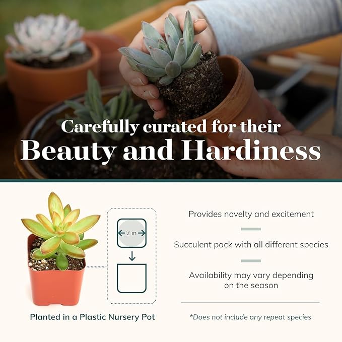 Shop Succulents Collectors Succulent Plant Pack Collection - Live Mini Succulent Plants, Low Maintenance, Colors & Textures - Wedding and Party Favors, Gift & Garden, Pack of 40