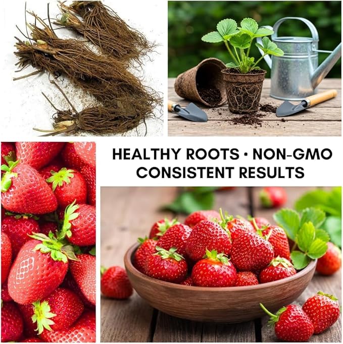 Ruby Royale Strawberry Plants - Grow Giant Strawberries - Bare Root Plants (20 Plants)