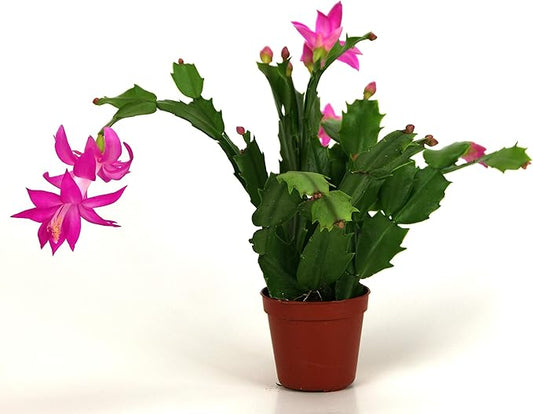 Christmas Cactus - Live Plant in a 4 Inch Pot - Schlumbergera Bridgesii - Beautiful Indoor Tropical Succulent