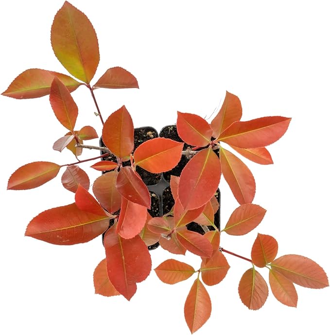 4 Red Tip Photinia, Photinia x fraseri, Thriving in Extra Deep Nursery Cubes