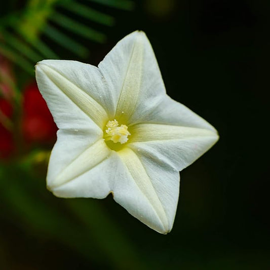 Outsidepride White Cypress Vine Seeds - 100 Pcs Annual Flower Seeds with Nectar-Rich, Star-Shaped Flowers & Feathery, Fern-Like Leaves for Fences, Trellises, Pergolas & Vertical Gardens