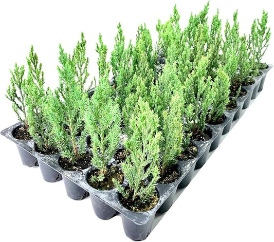 Blue Point Juniper - 10 Live Trees - Juniperus Chinensis - Evergreen Screening Plant