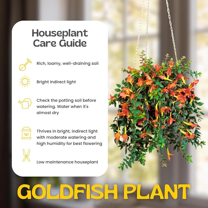 Trailing Goldfish Plant Live Potted 4 Inc, Tropical Goldfish Plant for Hanging Basket, Houseplant Indoor Live Plant