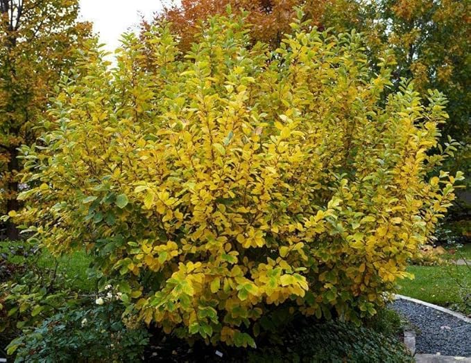 2 Witch Hazel Trees/Shrubs - 8" Tall Live Plants - 4" Pots - Hamamelis virginiana