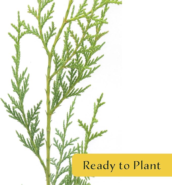 1 Murray Leyland Cypress in 3.5” Nursery Cubes (Cupressocyparis leylandii ‘Murrayii’) | Fast-Growing Evergreen Conifer Tree for Privacy Screens, Windbreaks & Borders | Ready-to-Plant