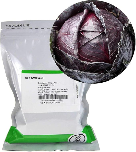 Red Acre Cabbage Microgreens & Sprouting Seeds – 4 Oz – Non-GMO, Chemical-Free – High-Germination Seeds for Nutritious Microgreens, Sprouts, Hydroponic Growing, and Indoor Gardening