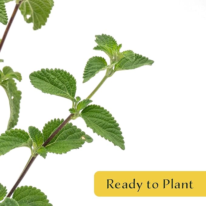 6 Lavender Lantana in 2.5” Nursery Cubes (Lantana montevidensis) | Trailing Live Evergreen Shrub for Containers & Landscapes | Ready-to-Plant Live Starter Plants