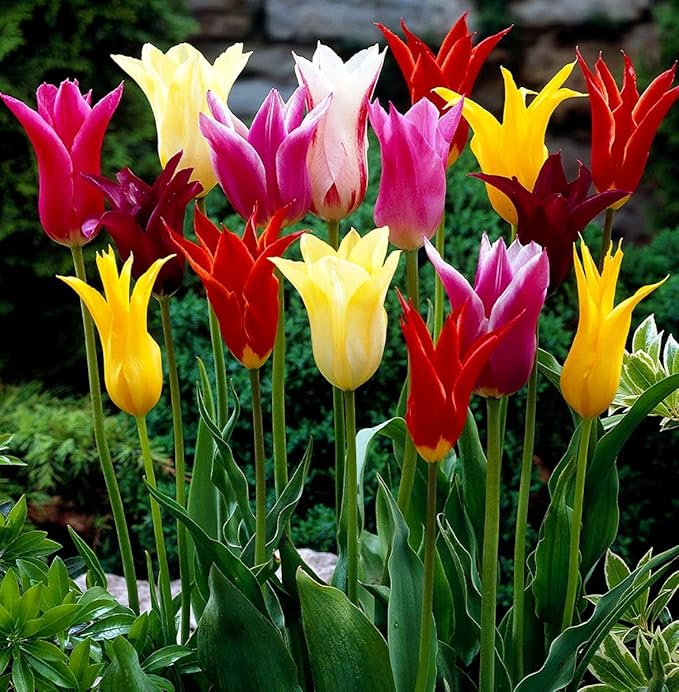 10 Triumph Tulip Bulbs for Fall Planting Mixed Perennial Flower Large Size Tulip Bulbs Changing Colors Mixture Size 12+ (Clusiana)