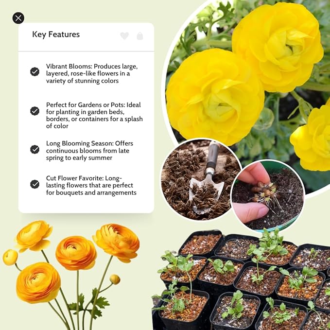 30 Ranunculus Bulbs for Fall Planting, Butterfly Ranunculus Corms, Peony Ranunculus Flower Bulbs for Garden, Vibrant Blooms in Spring (Yellow Ranunculus)