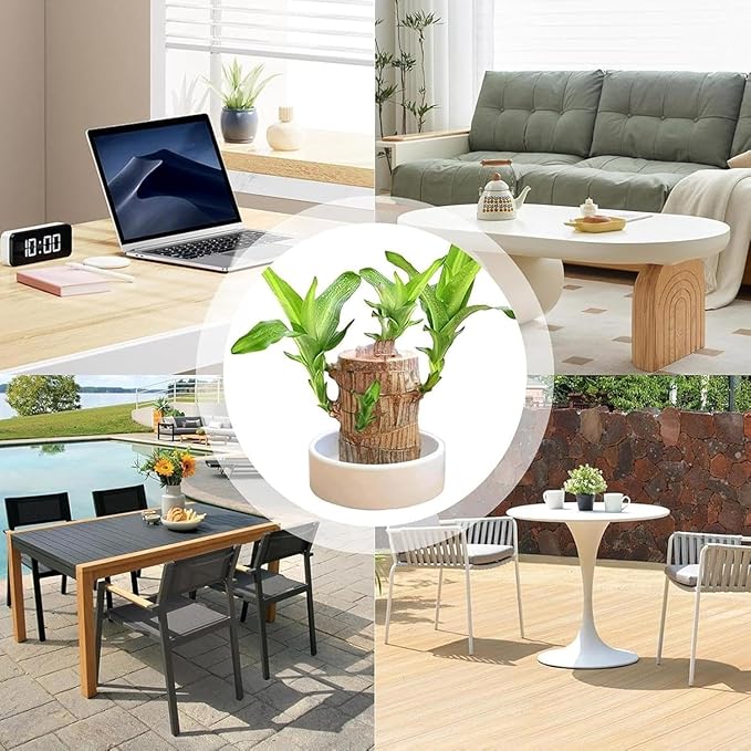 Brazilian Lucky Wood, Brazil's Lucky Tree Doesn't Need to Wait to Sprout, Hydroponic Stump for Purifying Indoor Air, Office Desk Decorations Plant Pot (A)