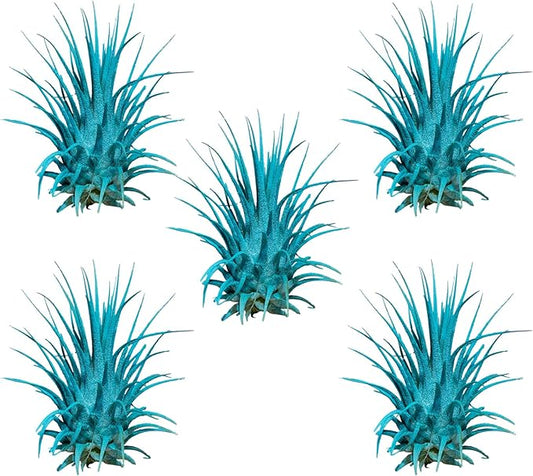 Air Plants - Tillandsia Ionantha - Organically Enhanced Color - Live Arrival Guaranteed - House Plants for Home Decor & Gift (Turquoise 5pk)