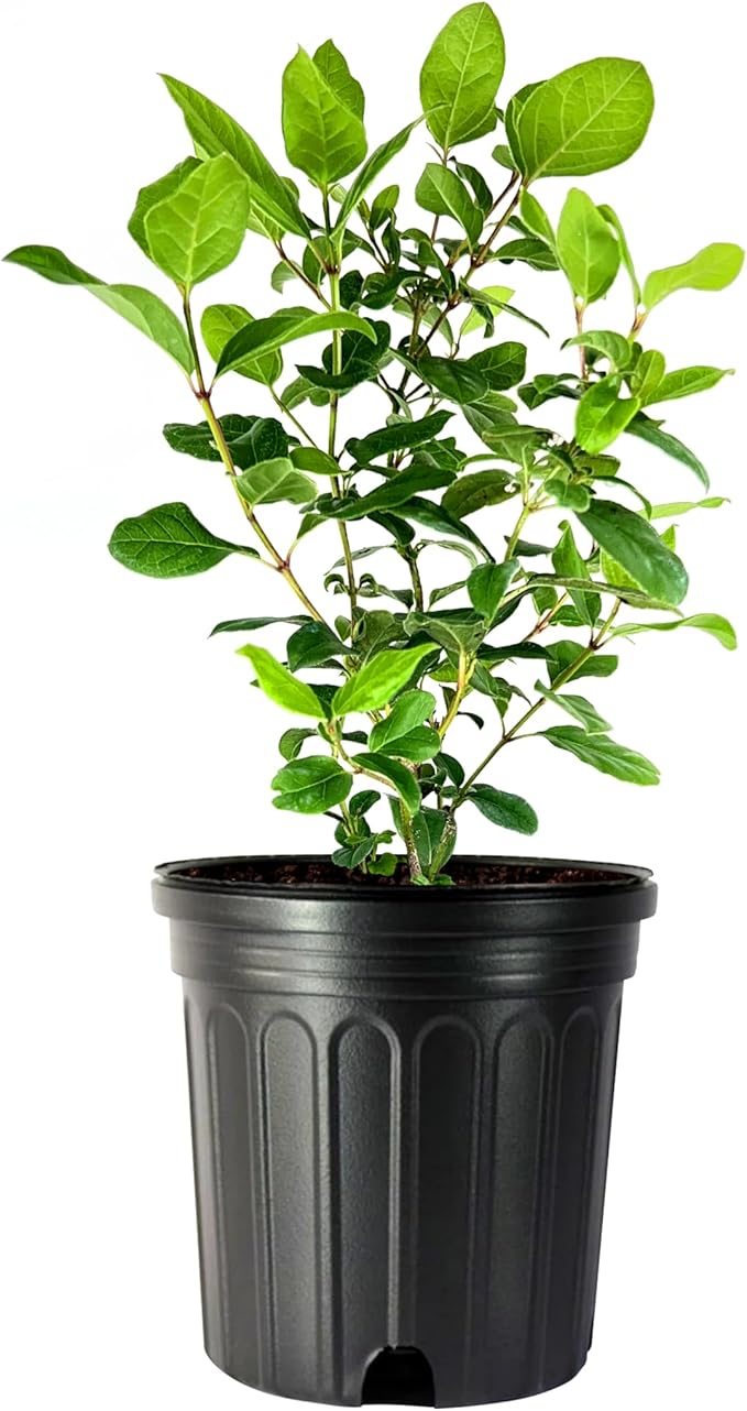 Viburnum Spring Bouquet | 2 Large Gallon Size Pots | Viburnum Tinus | Compact Evergreen Shrub with Fragrant Blooms | Ideal for Hedges & Borders