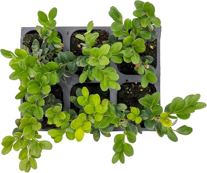 6 Winter Gem Boxwood in 2.5” Nursery Cubes (Buxus microphylla VAR. Japonica) | Evergreen Shrub for Hedges, Borders & Topiary | Ready-to-Plant Live Starter Plants