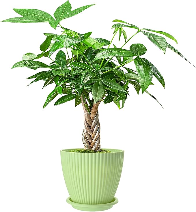 Live Plants Money Tree in 4" Green Plastic Pot, Easy to Grow Houseplant, Indoor Bonsai, Home Office Decor, Birthday Housewarming Gift
