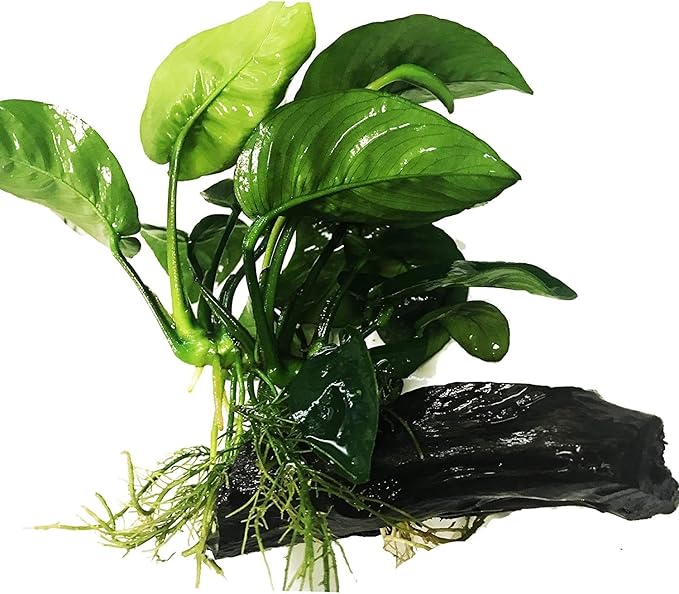 Greenpro (Anubias Barteri Butterfly) Anubias, Java Fern, Moss and More! Freshwater Live Aquarium Plants on Driftwood for Aquatic Tropical Fish Tank Decorations - Easy to Drop