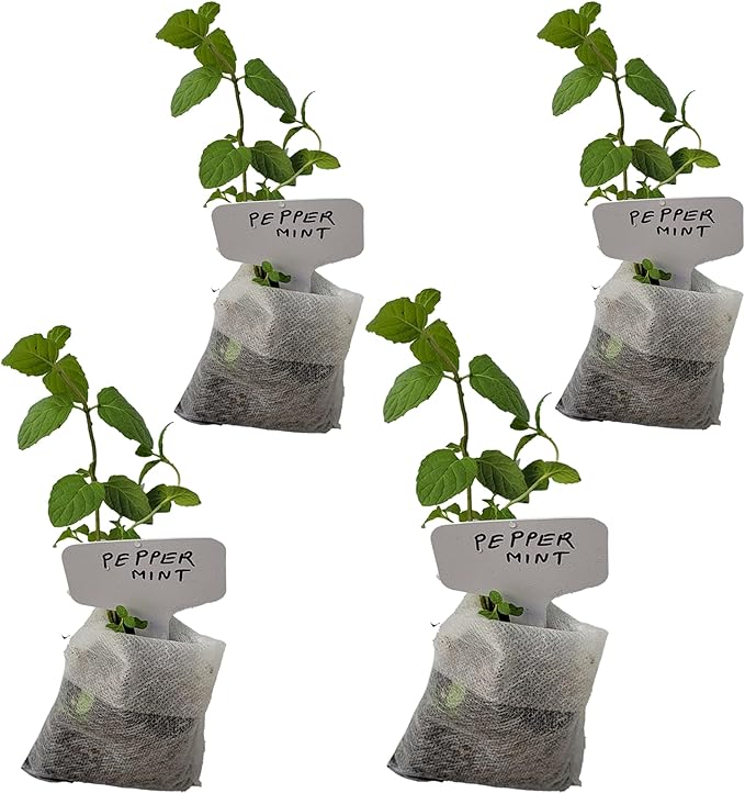 Generic Peppermint Plants. Live, Fragrant, Fresh, Edible. Easy Grow. Indoor/Outdoor. (4 Mint Bags)