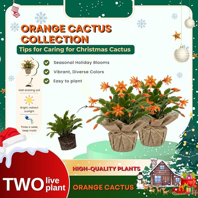 Set 2 Christmas Cactus Plants Live, Hanging Baskets Houseplants, Holiday Cactus Indoor Plants Live Well-Rooted 4-9" Tall, No Pot (Orange)