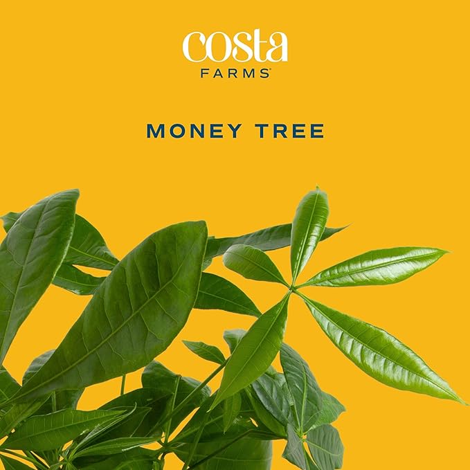 Costa Farms Money Tree Live Plant in Decorative Pot, Air Purifying Indoor Houseplant, Perfect for Home, Room, or Office Decor, Great House Warming or Birthday Gift, 8-10 Inches Tall