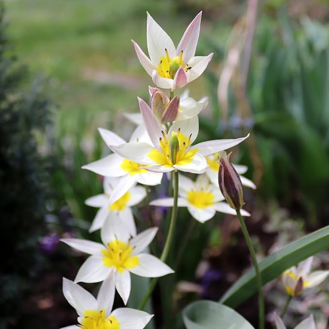 Easy Ground Cover Tulip Tarda -12 Bulbs-Mixed Colors | Red, Yellow, Orange, Pink & White Flowers – Low‑Growing Spring Bloomers for Gardens & Containers–Zones 3–8-Attracts Butterflies & Bees (12 Bulbs)