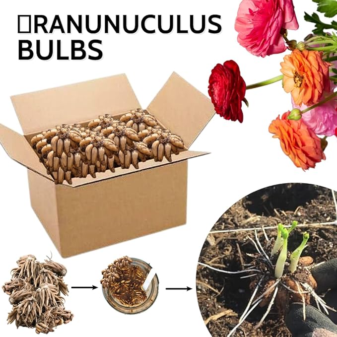 30 Ranunculus Bulbs for Fall Planting, Butterfly Ranunculus Corms, Peony Ranunculus Flower Bulbs for Garden, Vibrant Blooms in Spring (Mixed Ranunculus)