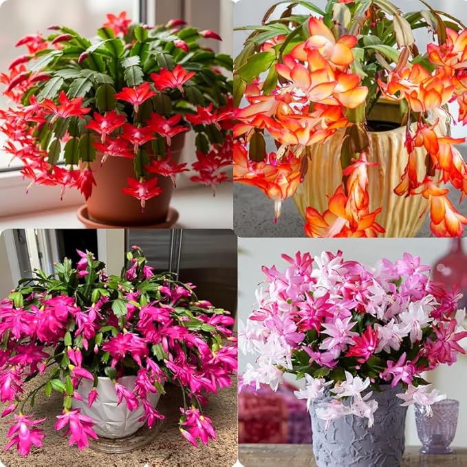 2 Random Christmas Cactus Plants Live, True Thanksgiving Cactus Live Size 6-9" Inches Tall, Ready to Blooms, Holiday Houseplant, Cold Hardy, Bloom in Winter