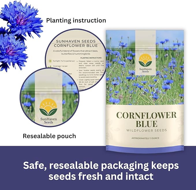 Blue Cornflower Seeds - Bachelor Button (Centaurea Cyanus) - Extra Large 1 oz Packet with Over 5,500 Open Pollinated Wildflower Seeds for Full Sun Gardens