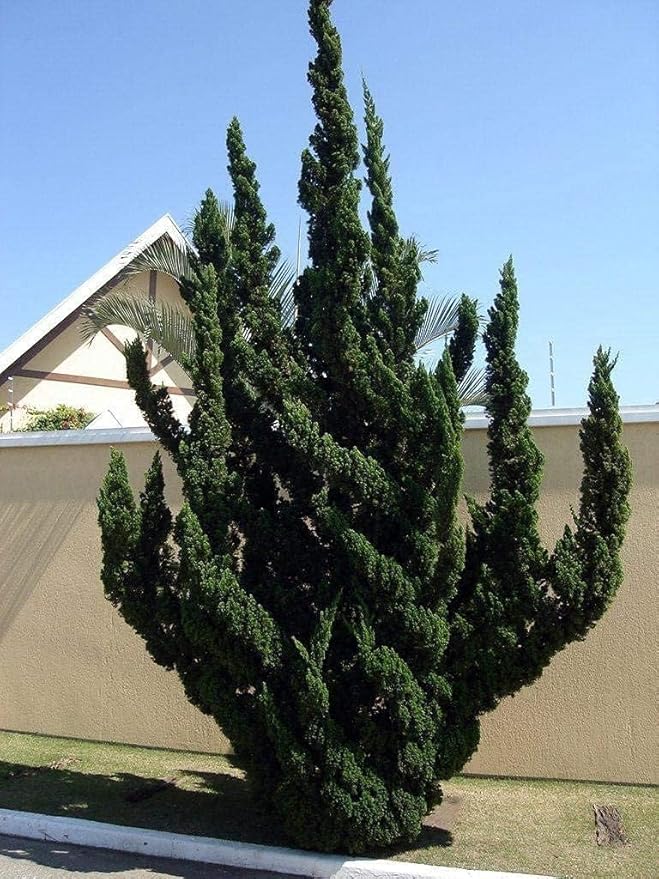 Hollywood Juniper | Juniperus Chinensis Torulosa | 2 Live Gallon Size Trees | Drought Tolerant Cold Hardy Evergreen Plant