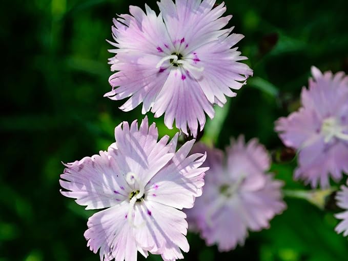 Greenwood Nursery: Live Perennial Plants - Bath's Pink + Dianthus Gratianopolitanus - [Qty: 3X Pint Pots] - (Click for Other Available Plants/Quantities)