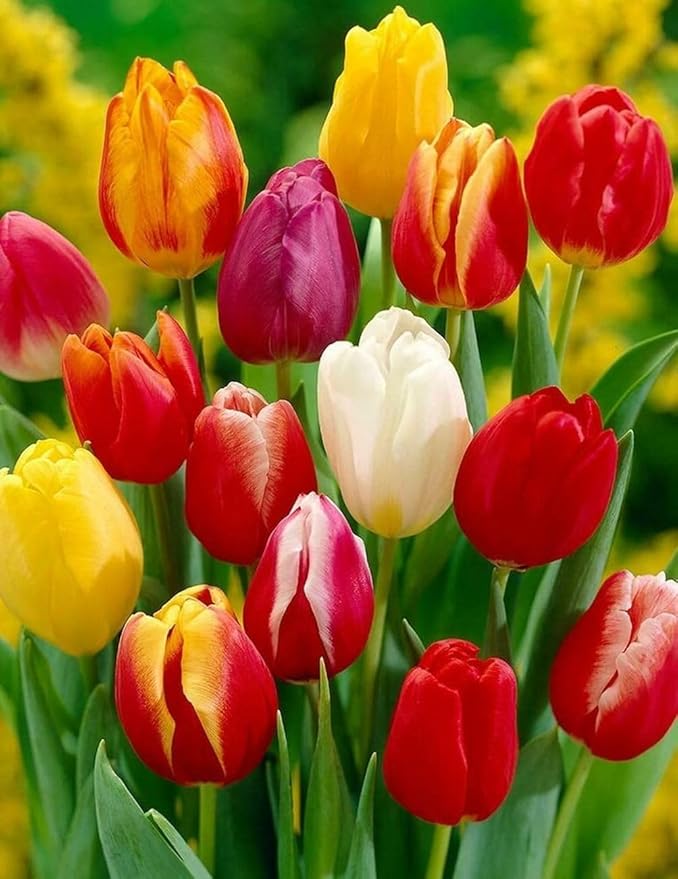 10 Triumph Tulip Bulbs for Fall Planting Mixed Perennial Flower Tulip Bulbs Changing Colors Mixture Size 12+ (Orange)