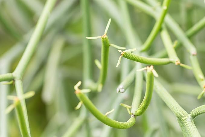 Pencil Cactus - Live Plant in a 4 Inch Pot - Euphorbia Tirucalli - Beautiful Indoor Succulent Houseplant