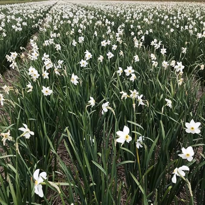 Pheasant's Eye (or Recurvus) Daffodil Flower Bulbs - 5 Bulbs per Pack - Pleasantly Scented - Deer Resistant - Good as Cut Flowers - Naturalizing - Perennializing