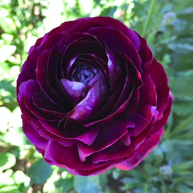 25 Ranunculus Bulbs for Fall Planting, Perennial Flowers Bulbs for Gardens, Vibrant Peony Buttercup Corms for Outdoor Borders (Purple Ranunculus)