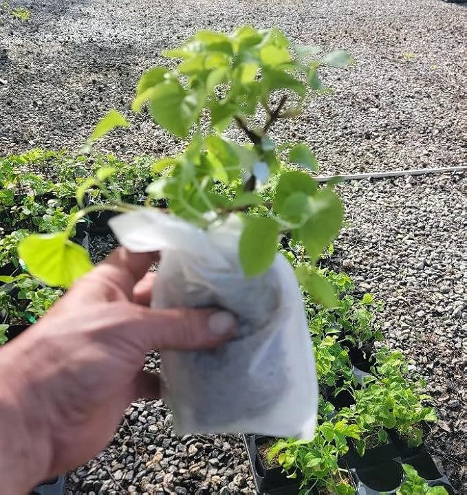 Climbing Hydrangea Anomala (petiolaris) - Live Plant - (1 QT)