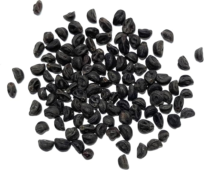 Seed Needs, Grandpa OTT Morning Glory Seeds - 100 Heirloom Seeds for Planting Ipomea purpurea - Annual Blue/Violet Blooms, Flowering Vine for a Natural Privacy Fence (1 Pack)