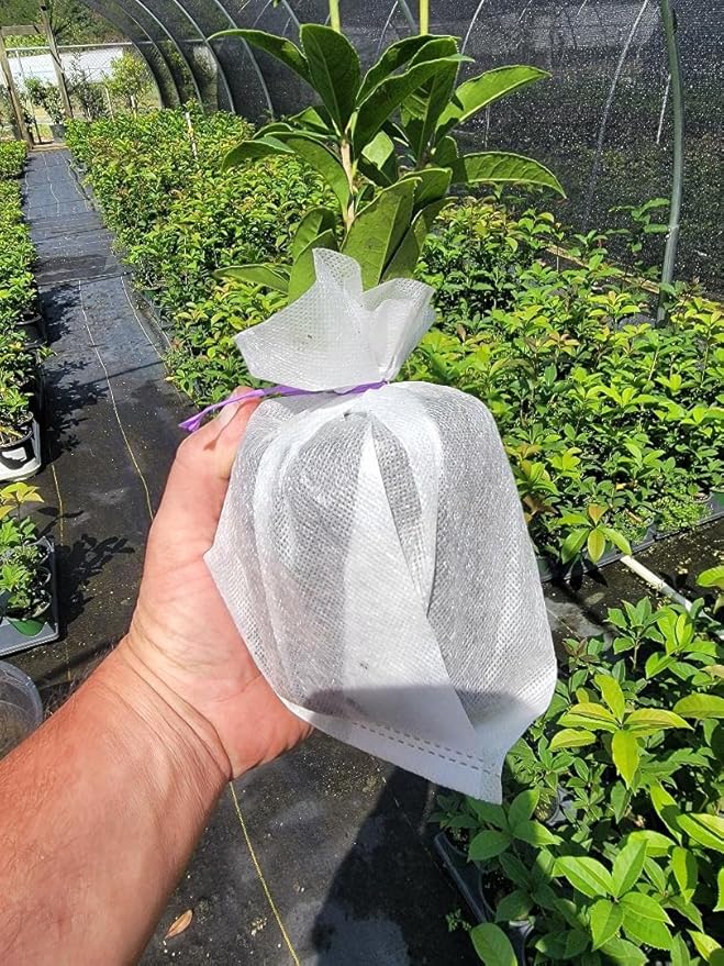 Orange Fragrant Tea Olive - Live Plants - (1 QT)