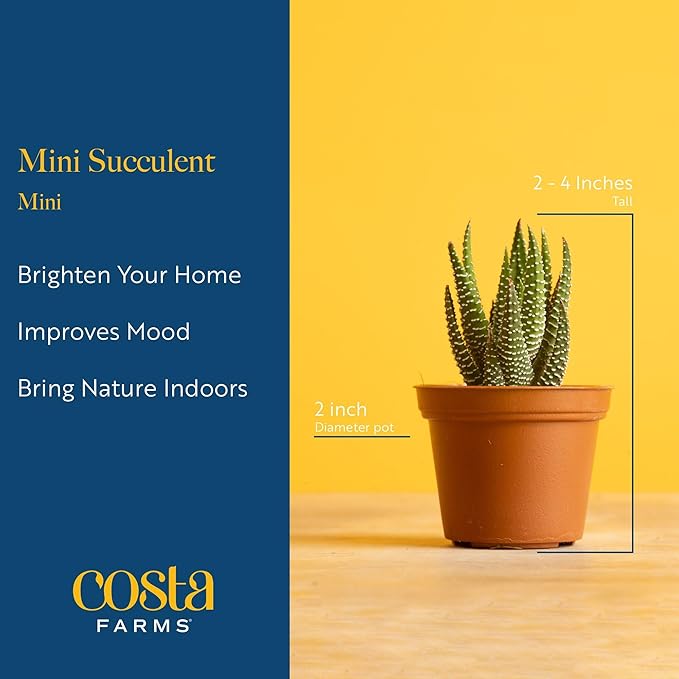 Costa Farms Mini Succulent Live Plants in Decorative Pots, Easy to Maintain Indoor Succulents, Houseplants for Home or Office Decor, House Warming or Birthday Gift, 2-3.5 Inches Tall, Pack of 3