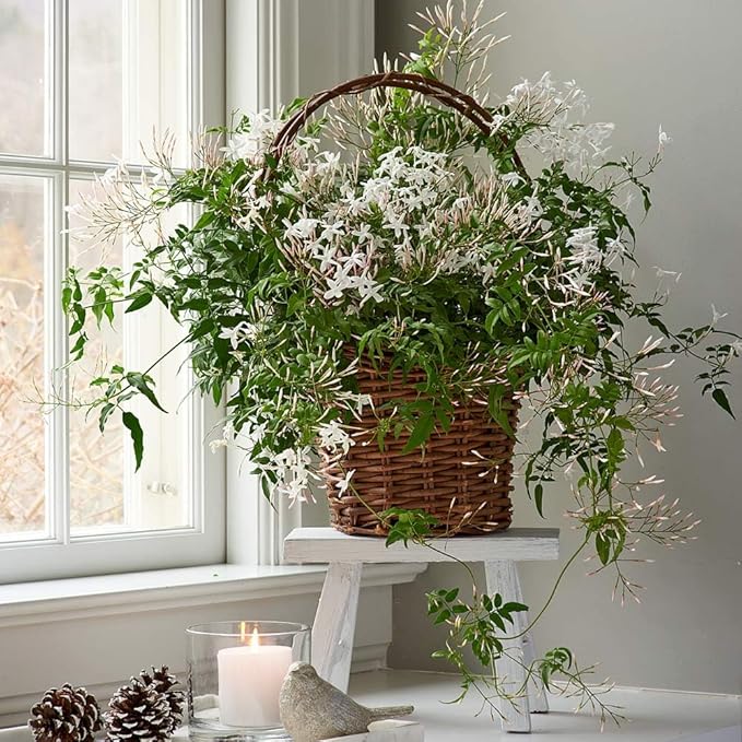 Night Blooming Jasmine Live Plant - Cestrum Nocturnum. Fragrant Flowering Shrub for Garden, Patio or Window (4 ngt.jas sacs)