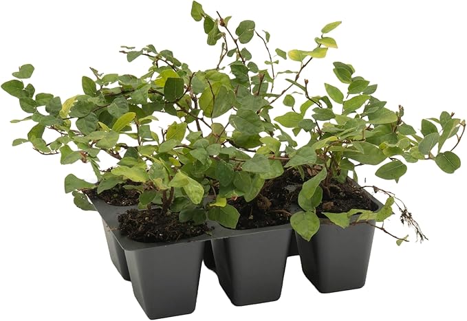 6 Creeping Fig, Live Plants – Ficus Repens – Fast-Growing & Versatile Climbing Vine in 2.5” Nursery Cubes – Perfect for Living Walls, Topiaries, Ground Cover & Indoor/Outdoor Decor