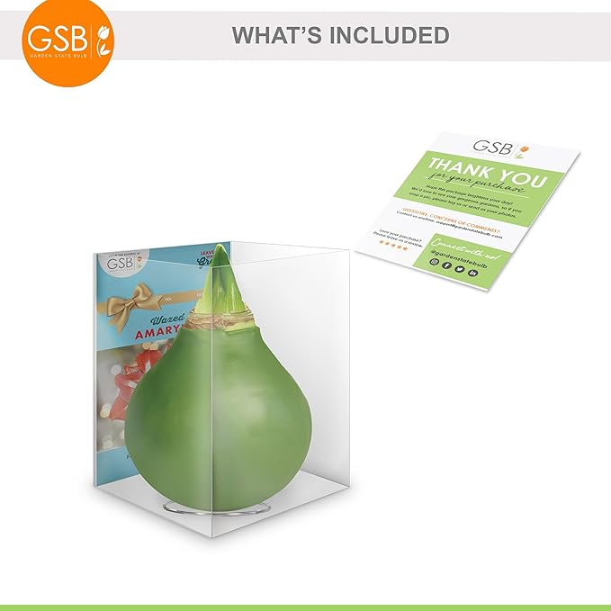 Garden State Bulb Waxed Amaryllis Flower Bulb, 30/32cm (Green)