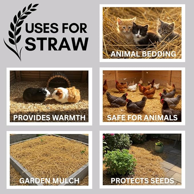 4 Pounds Natural Wheat Straw for Animal Bedding, Garden Mulch, Compost & Fertilizer, and Grass Cover